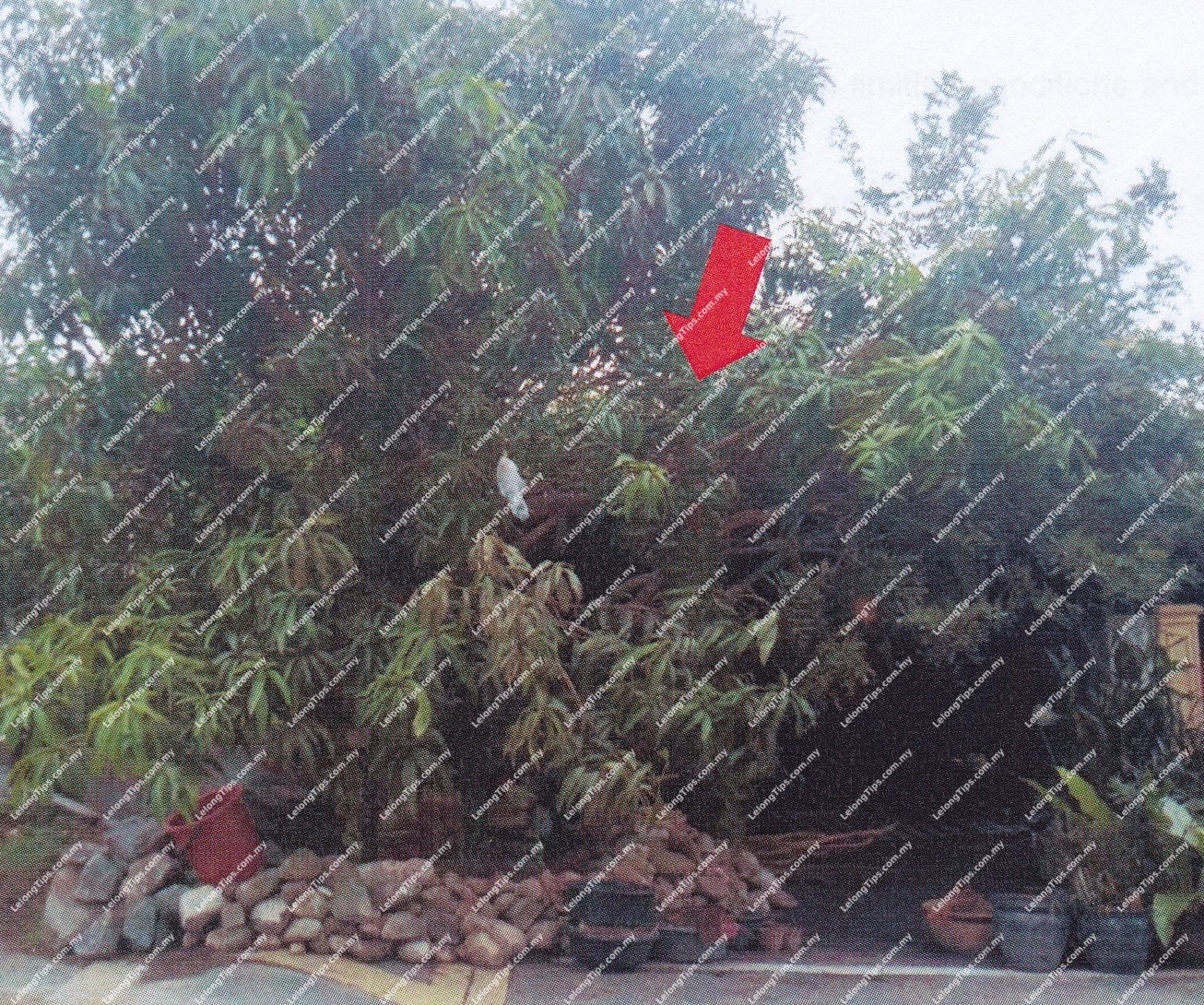 1 Storey Terrace House