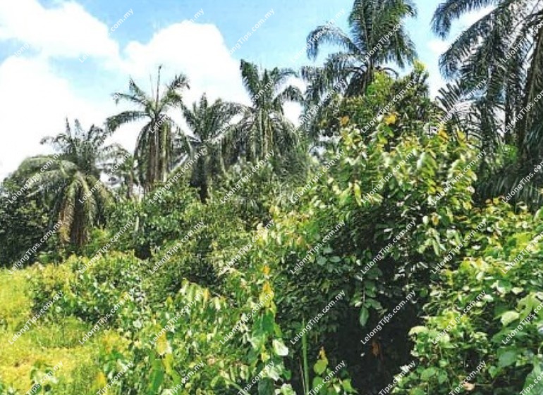 Agricultural Land