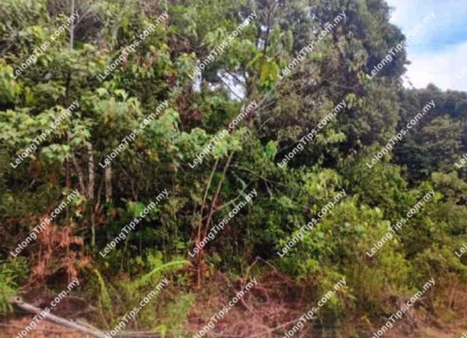 Residential Land