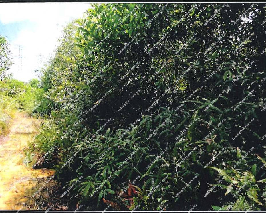 Residential Land