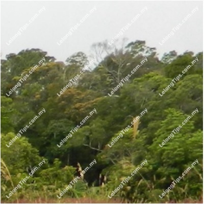 Vacant Agricultural Land