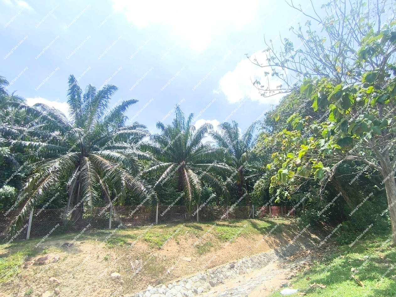Oil Palm Land