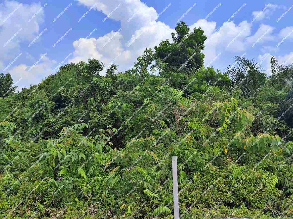 Agricultural Land