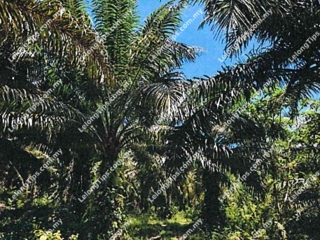 Agricultural Land