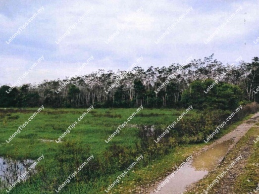 Agricultural Land