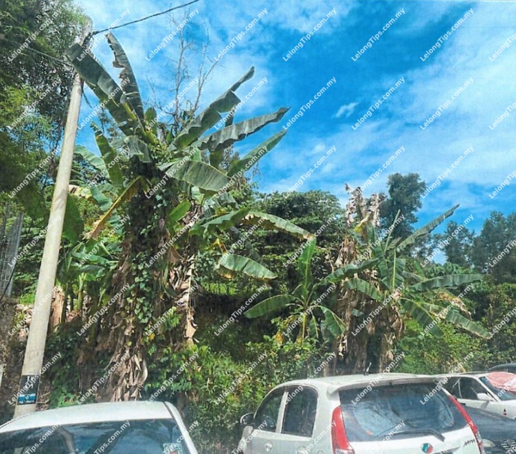 Residential Detached Plot