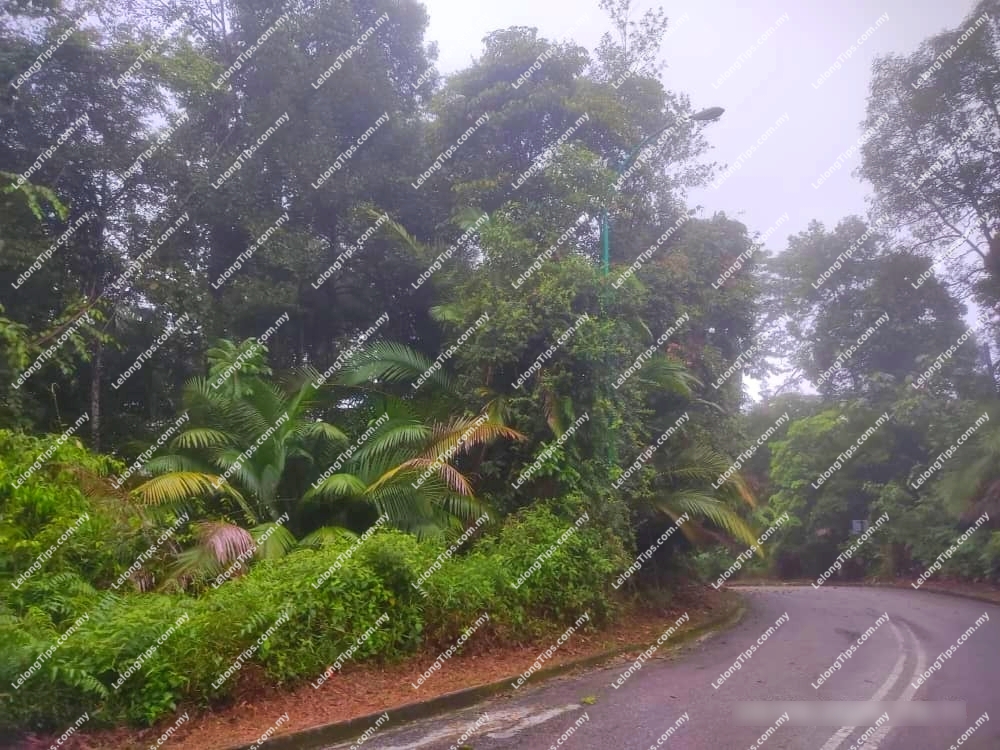 Vacant Detached House Lot